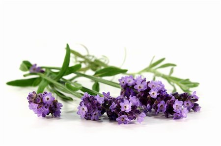 silencefoto (artist) - one bunch of fresh lavender on a white background Stockbilder - Microstock & Abonnement, Bildnummer: 400-05372307