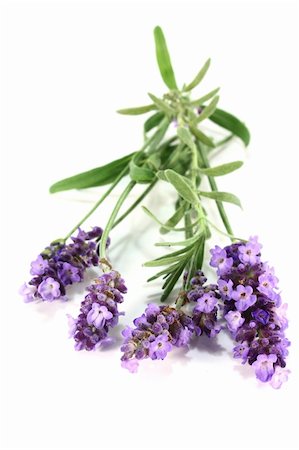 silencefoto (artist) - one bunch of fresh lavender on a white background Stockbilder - Microstock & Abonnement, Bildnummer: 400-05372314