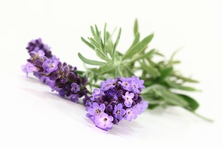 silencefoto (artist) - one bunch of fresh lavender on a white background Stockbilder - Microstock & Abonnement, Bildnummer: 400-05372310