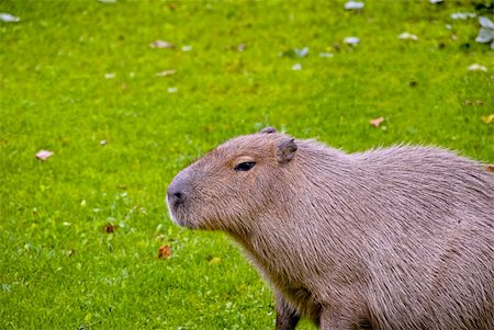 The capybara (Hydrochoerus hydrochaeris ), the largest living rodent in the world. Photographie de stock - Aubaine LD & Abonnement, Code: 400-05372997