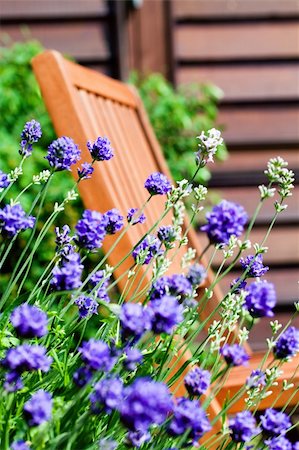 Garden Chair on Balcony seen through French Lavender Stockbilder - Microstock & Abonnement, Bildnummer: 400-05373003