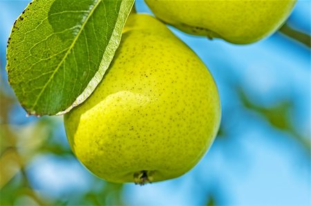 perry-pear Stock Photo - Budget Royalty-Free & Subscription, Code: 400-05373965