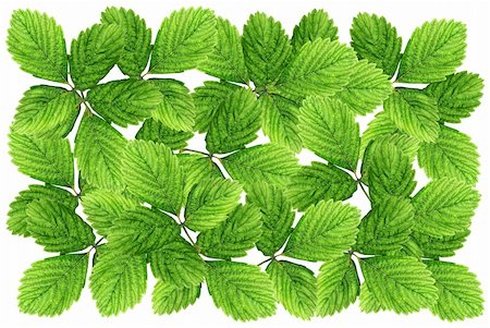 simsearch:400-06130523,k - The green leaves on a white background, making the leaves look outstanding. Stock Photo - Budget Royalty-Free & Subscription, Code: 400-05384080