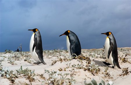 simsearch:400-08430082,k - 3 King Penguins follow the leader in the Falkland Islands Foto de stock - Super Valor sin royalties y Suscripción, Código: 400-05384127