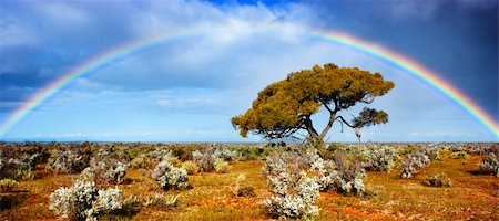 Beautiful rainbow over a single tree in the desert Photographie de stock - Aubaine LD & Abonnement, Code: 400-05384158