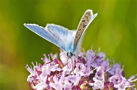 polyommatus icarus - common blue,  Polyommatus icarus Stock Photo - Budget Royalty-Free & Subscription, Code: 400-05384376