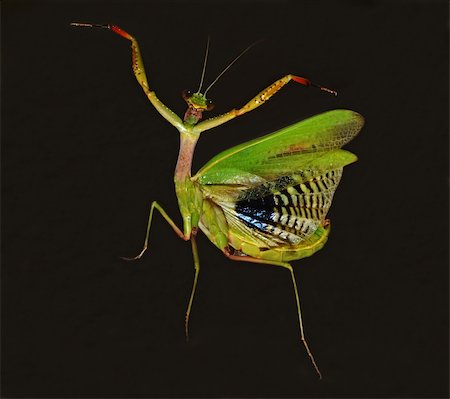 simsearch:400-04824887,k - praying mantis dancing on the dark background Stock Photo - Budget Royalty-Free & Subscription, Code: 400-05384465