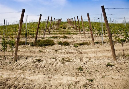 Barbera vineyard during spring season, Monferrato area, Piedmont region, Italy Stock Photo - Budget Royalty-Free & Subscription, Code: 400-05384471