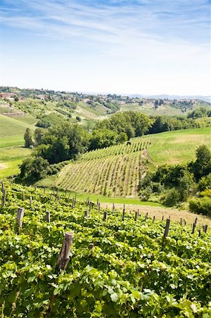 Barbera vineyard during spring season, Monferrato area, Piedmont region, Italy Photographie de stock - Aubaine LD & Abonnement, Code: 400-05384473