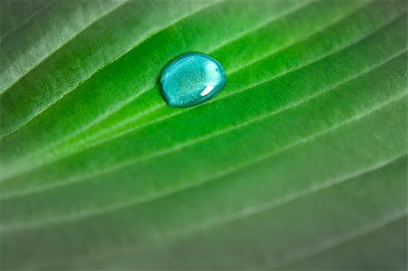simsearch:400-04885204,k - Single water drop brings life and intensive green color into the dull lifeless leaf. Photographie de stock - Aubaine LD & Abonnement, Code: 400-05384806