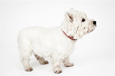 simsearch:400-06108834,k - An image of a nice white Terrier Photographie de stock - Aubaine LD & Abonnement, Code: 400-05385167