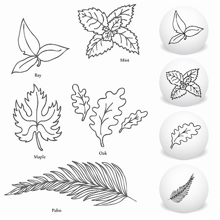 An image of a set of bay, maple, mint, oak and palm leaf drawing set. Stock Photo - Budget Royalty-Free & Subscription, Code: 400-05385520
