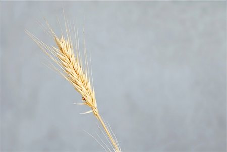 simsearch:400-05386614,k - one yellow dry wheat ear isolated over gray background Stock Photo - Budget Royalty-Free & Subscription, Code: 400-05385687