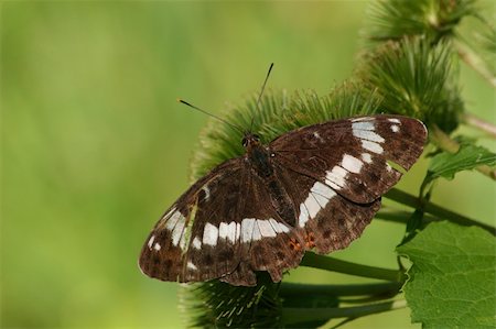 simsearch:400-04824887,k - White Admiral (Limenitis camilla) on a Thistle Stock Photo - Budget Royalty-Free & Subscription, Code: 400-05385737