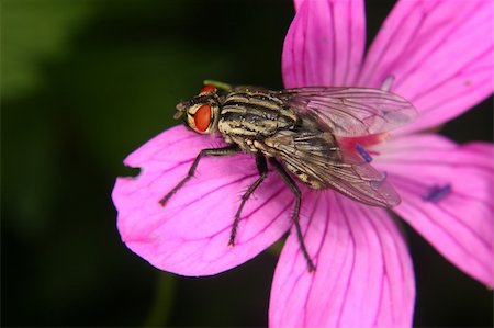 simsearch:400-04725361,k - Blowfly (Calliphoridae) on a flower Fotografie stock - Microstock e Abbonamento, Codice: 400-05385743