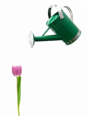 A watering can isolated against a white background Stock Photo - Budget Royalty-Free & Subscription, Code: 400-05385831