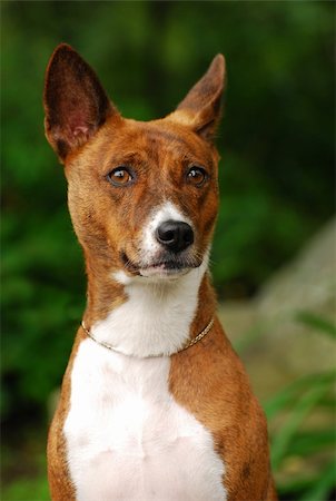 The Basenji is a breed of hunting dog that was bred from stock originating in central Africa. Most of the major kennel clubs in the English-speaking world place the breed in the Hound Group; more specifically, it may be classified as belonging to the sighthound type. The Federation Cynologique Internationale places the breed in Group 5, Spitz and Primitive types, and the United Kennel Club (US) pl Foto de stock - Super Valor sin royalties y Suscripción, Código: 400-05385896