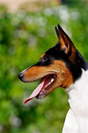 democratic republic of the congo - The Basenji is a breed of hunting dog that was bred from stock originating in central Africa. Most of the major kennel clubs in the English-speaking world place the breed in the Hound Group; more specifically, it may be classified as belonging to the sighthound type. The Federation Cynologique Internationale places the breed in Group 5, Spitz and Primitive types, and the United Kennel Club (US) pl Fotografie stock - Microstock e Abbonamento, Codice: 400-05385905