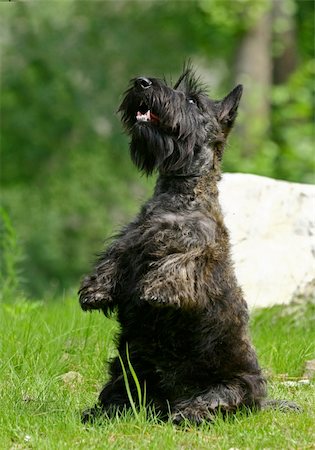 schottischer terrier - The Scottish Terrier (also known as the Aberdeen Terrier), popularly called the Scottie, is a breed of dog best known for its distinctive profile and typical terrier personality. Stockbilder - Microstock & Abonnement, Bildnummer: 400-05385906