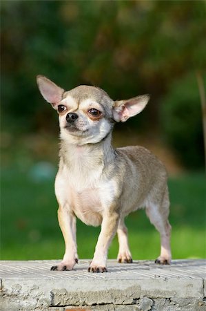 scared dog - chihuahua is a brave small dog on a stone Stock Photo - Budget Royalty-Free & Subscription, Code: 400-05385913