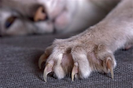 Largely cat's paw with the extended claws Stock Photo - Budget Royalty-Free & Subscription, Code: 400-05385940
