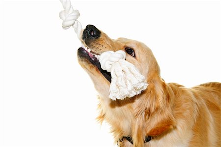 Playful golden retriever pet dog biting rope toy isolated on white background Stock Photo - Budget Royalty-Free & Subscription, Code: 400-05386040