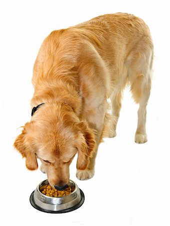 puppies eating - Golden retriever pet dog eating food from dish isolated on white background Stock Photo - Budget Royalty-Free & Subscription, Code: 400-05386041