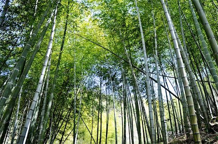Bottom view of fresh green bamboo forest in the summer Stock Photo - Budget Royalty-Free & Subscription, Code: 400-05386062