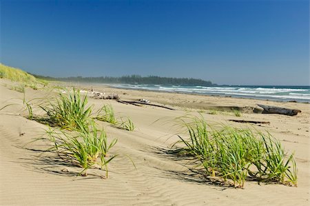 Sand dunes on Long Beach in Pacific Rim National park, Canada Stock Photo - Budget Royalty-Free & Subscription, Code: 400-05386075