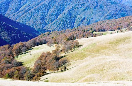 simsearch:400-07570603,k - Autumn mountains  with a stark bare trees on forest mountainside edge (Carpathian, Ukraine). Stock Photo - Budget Royalty-Free & Subscription, Code: 400-05386519