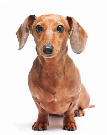 simsearch:400-05715419,k - dachshund Fotografie stock - Microstock e Abbonamento, Codice: 400-05386734