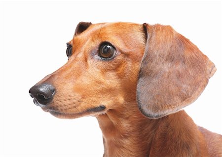 simsearch:400-05715419,k - dachshund Fotografie stock - Microstock e Abbonamento, Codice: 400-05386735