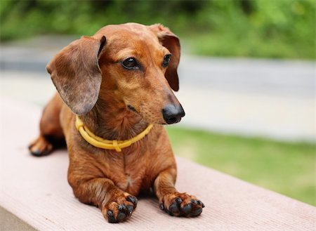 simsearch:400-05246924,k - dachshund in park Photographie de stock - Aubaine LD & Abonnement, Code: 400-05386731