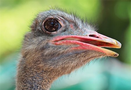 ostrich bird Stock Photo - Budget Royalty-Free & Subscription, Code: 400-05386768