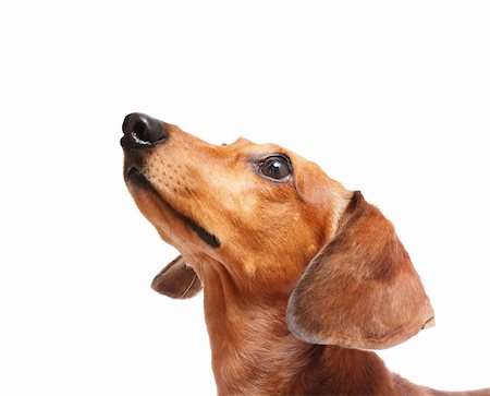 simsearch:400-05715419,k - dachshund dog looking up Fotografie stock - Microstock e Abbonamento, Codice: 400-05386772