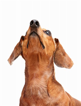 simsearch:400-05715419,k - dachshund dog looking to top Fotografie stock - Microstock e Abbonamento, Codice: 400-05386773