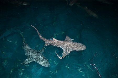 simsearch:400-05694509,k - Two lemon sharks swimming along the surface, Bahamas Foto de stock - Royalty-Free Super Valor e Assinatura, Número: 400-05387009