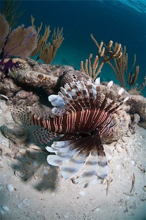 simsearch:400-05387002,k - Lionfish swimming over a coral reef, Bahamas Foto de stock - Royalty-Free Super Valor e Assinatura, Número: 400-05387000