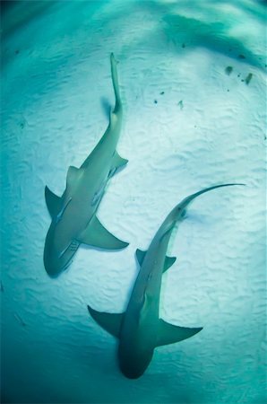 simsearch:400-05387002,k - Two sharks swimming together along the sea bed, Bahamas Foto de stock - Royalty-Free Super Valor e Assinatura, Número: 400-05387003