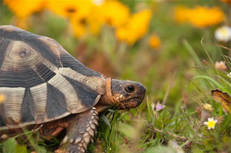 fiona_ayerst (artist) - Close up of tortoise amongst the flowers, South Africa Foto de stock - Super Valor sin royalties y Suscripción, Código: 400-05387019