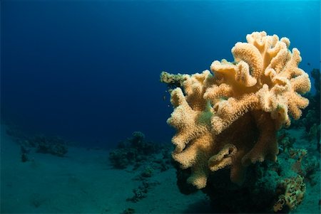 dahab - Close up on Mushroom Coral, Dahab, Egypt Fotografie stock - Microstock e Abbonamento, Codice: 400-05387028
