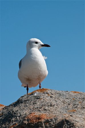 seagulls at beach - Seagull enjoying the warm sun, South Africa Stock Photo - Budget Royalty-Free & Subscription, Code: 400-05387021