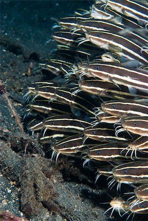 simsearch:400-05695161,k - A school of eel catfish swimming along the sea bed, Sulawesi, Indonesia Stock Photo - Budget Royalty-Free & Subscription, Code: 400-05387041