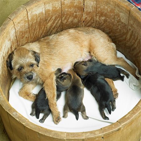 simsearch:400-07471750,k - female dog with puppies (Border Terrier) Photographie de stock - Aubaine LD & Abonnement, Code: 400-05387191