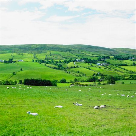 simsearch:400-05387259,k - Sperrin Mountains, County Tyrone, Northern Ireland Stock Photo - Budget Royalty-Free & Subscription, Code: 400-05387267