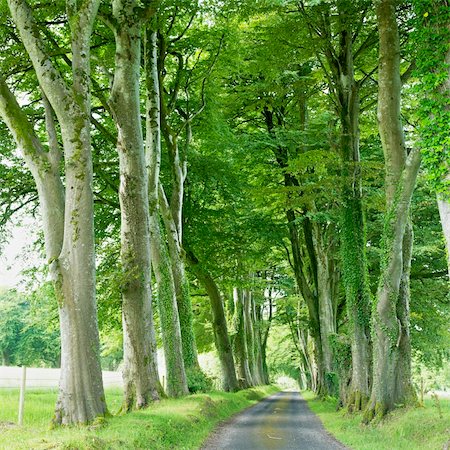 alley, County Fermanagh, Northern Ireland Stock Photo - Budget Royalty-Free & Subscription, Code: 400-05387281