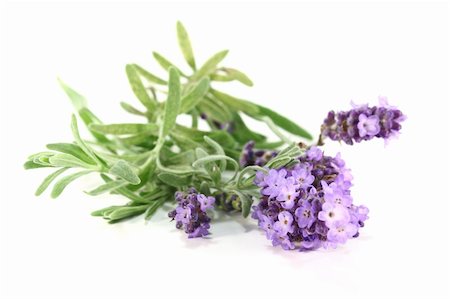 simsearch:400-05372314,k - few branches with lavender flowers on a white background Stockbilder - Microstock & Abonnement, Bildnummer: 400-05387344