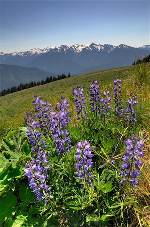 Wildflowers during spring at olympic national park Stockbilder - Microstock & Abonnement, Bildnummer: 400-05387548