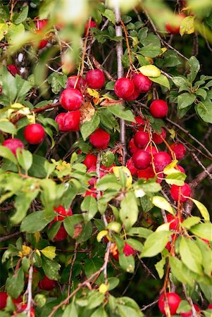 simsearch:400-05382337,k - many red plums pears growing on tree closeup Stock Photo - Budget Royalty-Free & Subscription, Code: 400-05387850
