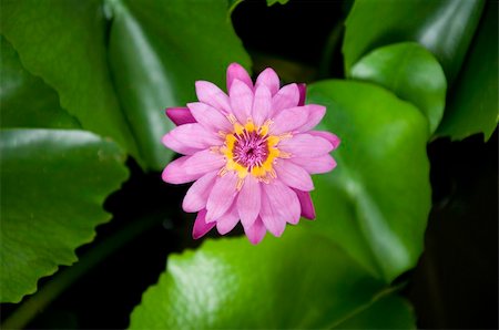 simsearch:400-05706715,k - Single pink lotus Photographie de stock - Aubaine LD & Abonnement, Code: 400-05387925